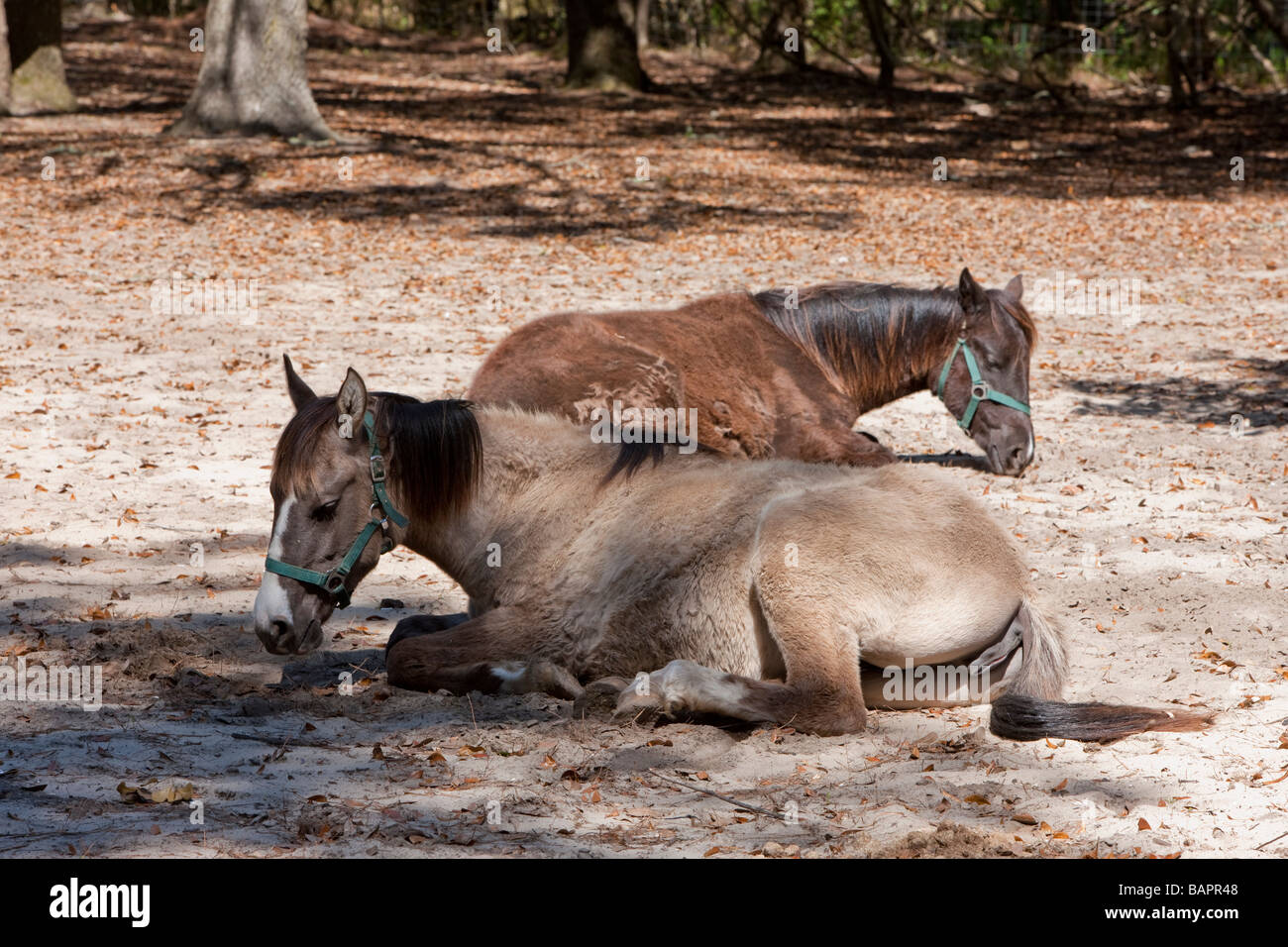 Marsh cavalli appiccicoso, Carolina del Sud. Foto Stock