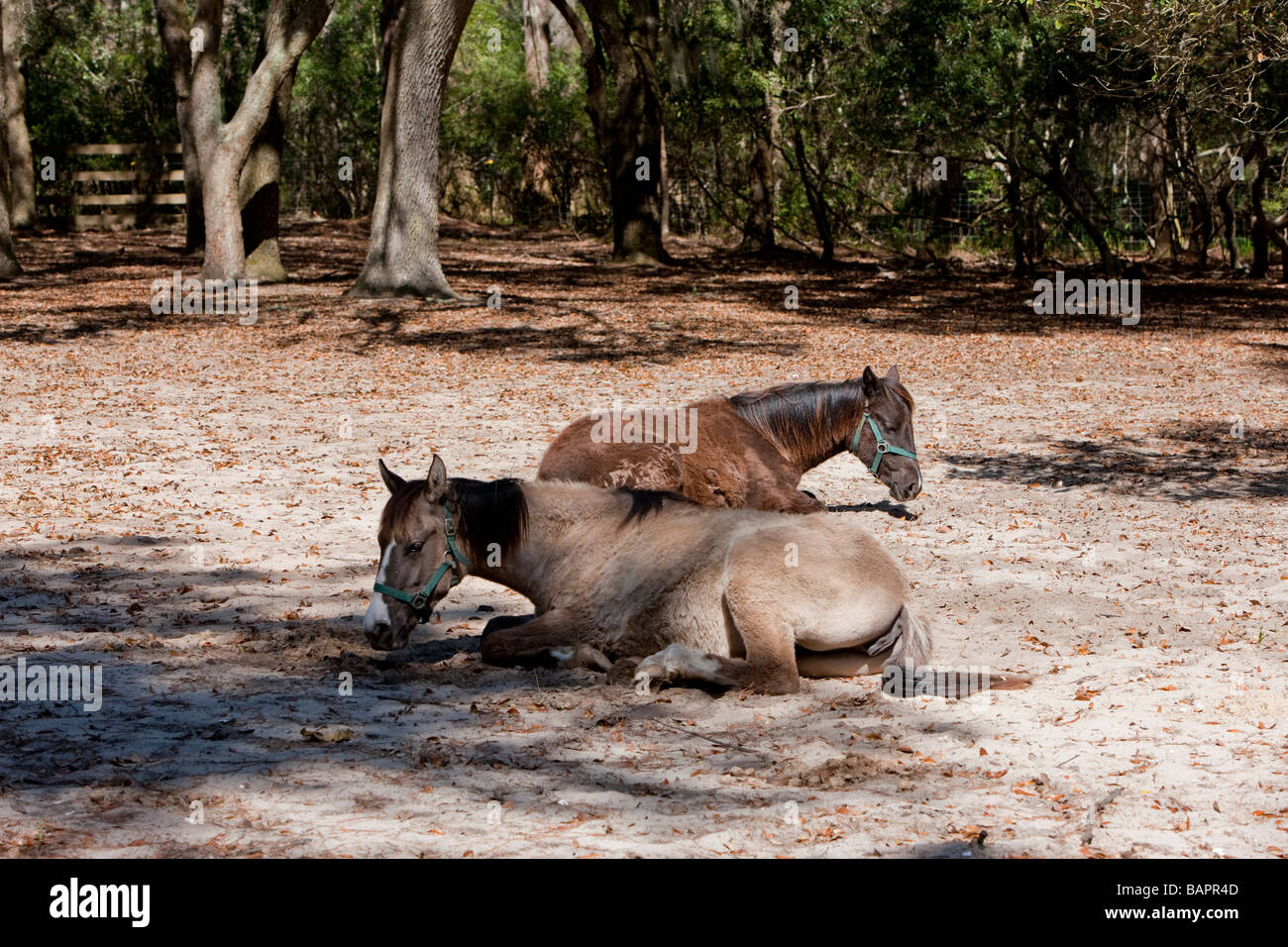 Marsh cavalli appiccicoso, Carolina del Sud. Foto Stock