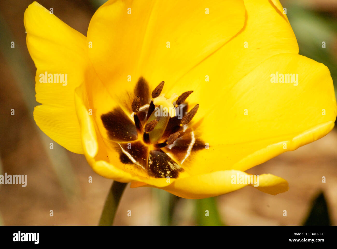 Tulipano giallo close up ceter del fiore con stame e pistola Foto Stock