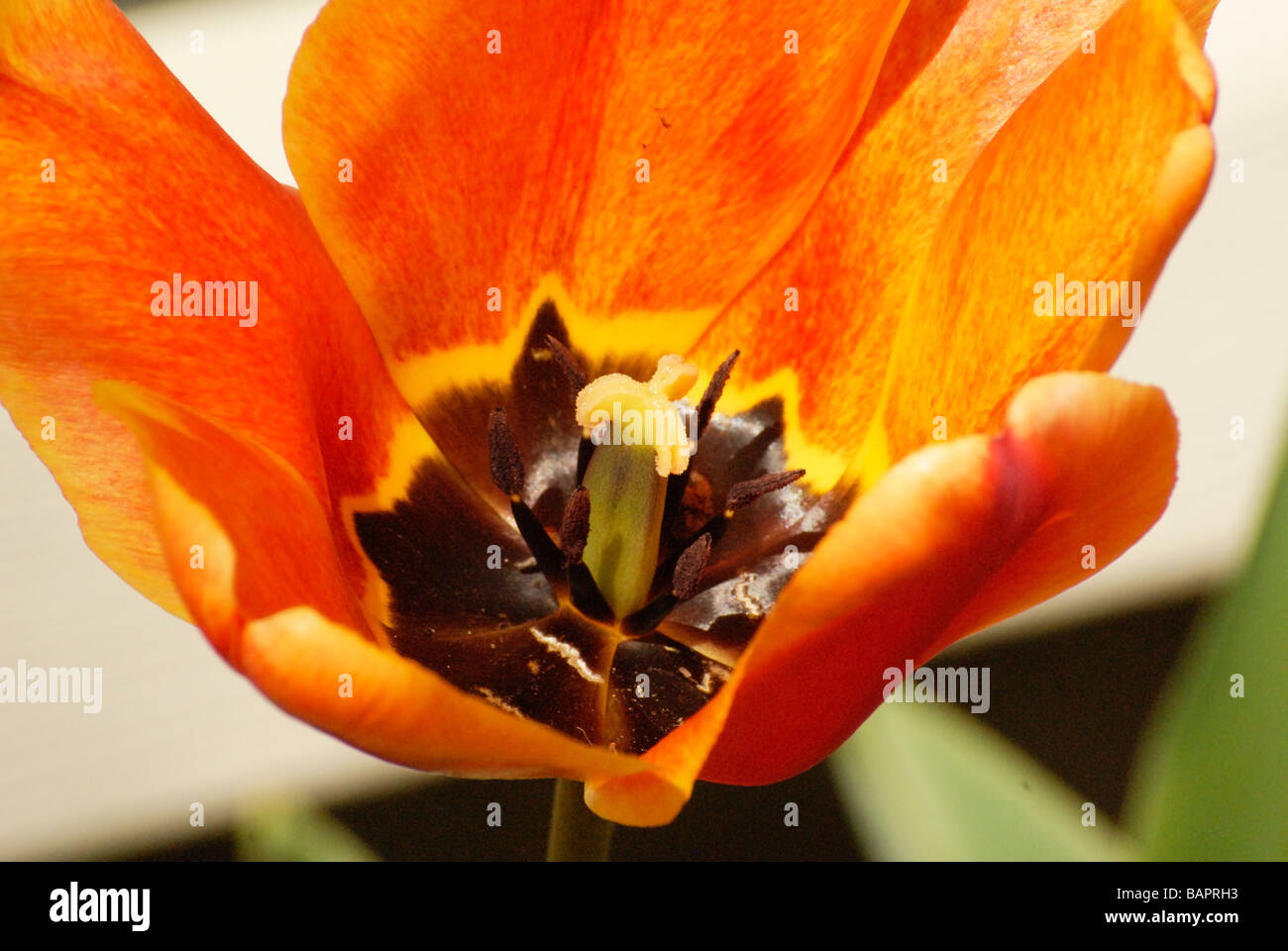 Orange tulipani nel giardino close up stame e pistola Foto Stock