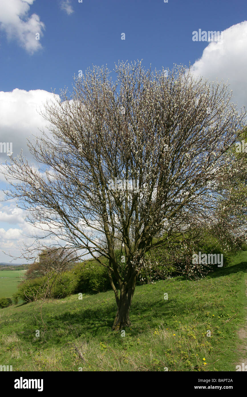 Sorbo montano, Sorbus aria var typica, Rosaceae, Chilterns in Primavera (aprile), Hertfordshire, Regno Unito Foto Stock