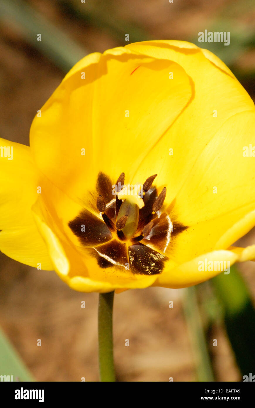 Tulipano giallo close up ceter del fiore con stame e pistola Foto Stock