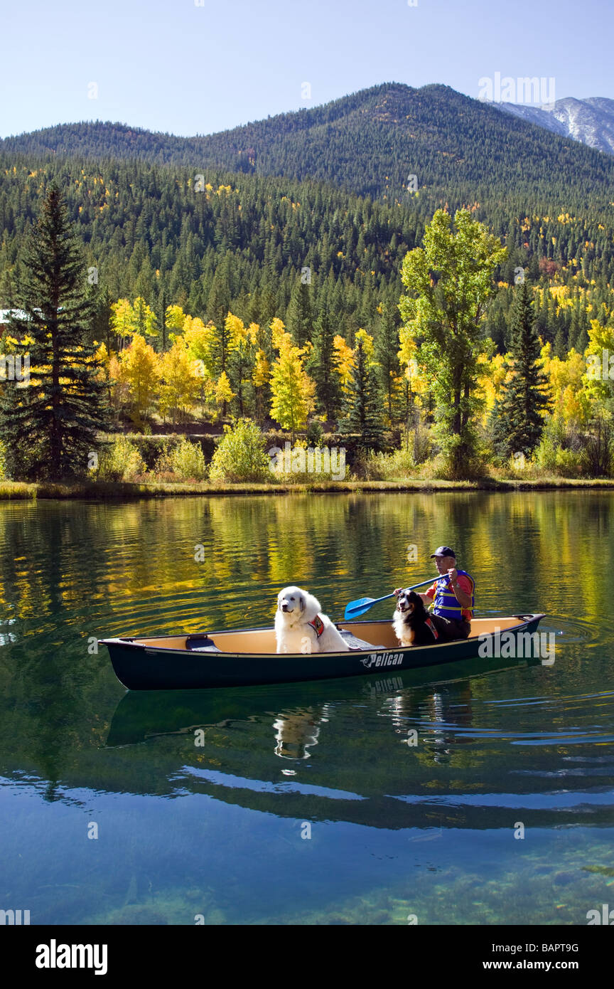 60 ish uomo paddling una canoa con il suo sostegno emotivo cani includente un Bovaro del Bernese e un grande Pirenei Foto Stock