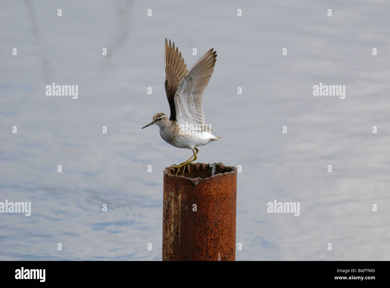 Wood Sandpiper Tringa glareola atterraggio su un post Foto Stock