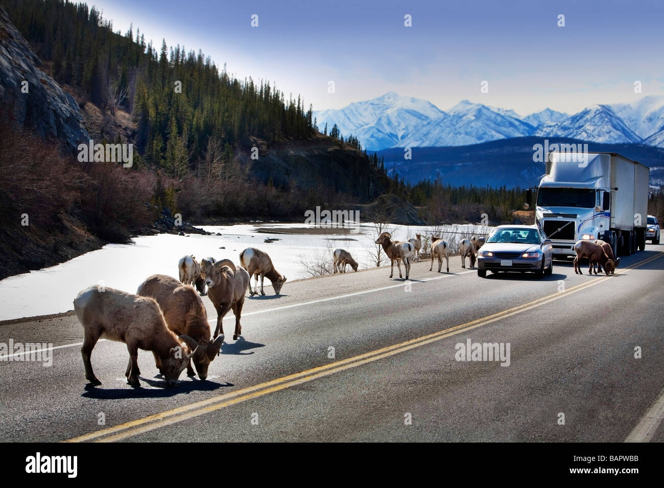 La fauna selvatica in autostrada Foto Stock