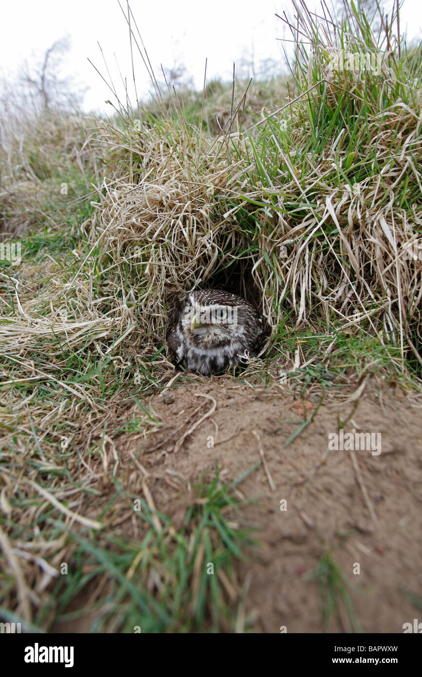 Civetta Athene noctua in ingresso al nido BURROW NEL CONIGLIO WARREN Foto Stock