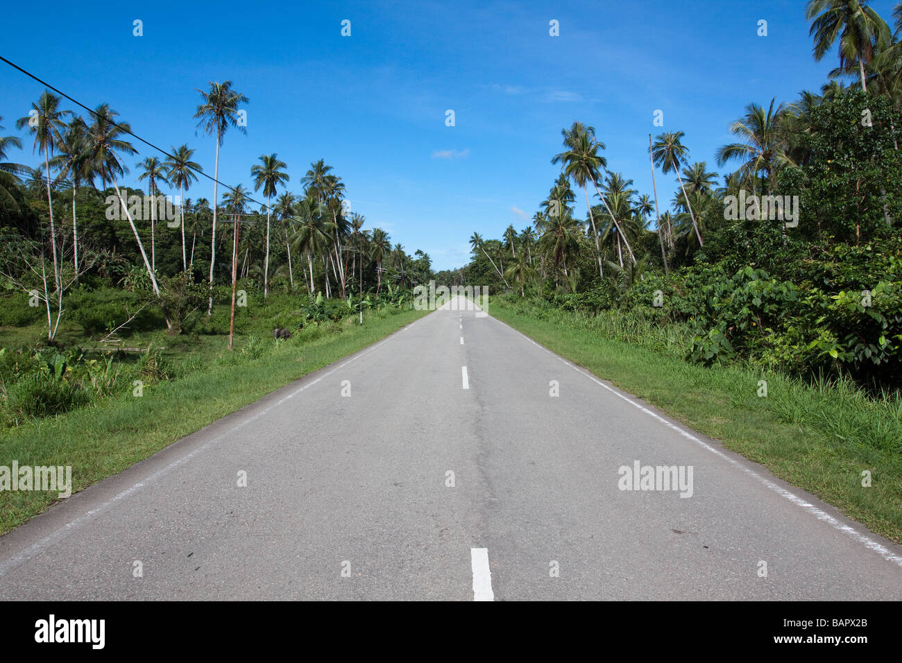 Un vuoto che la strada che passa attraverso una vecchia piantagione di cocco vicino a Kudat a Sabah Borneo Malese Foto Stock