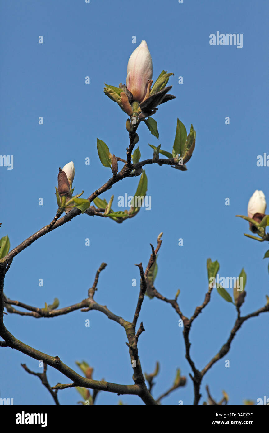 Magnolia soulangeana San jose flowerbud contro il cielo blu Foto Stock