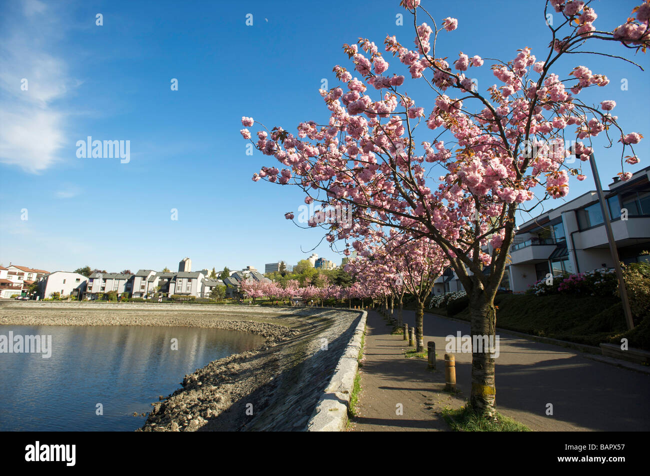 Japanese Cherry Blossoms lungo la parete del mare a False Creek, Vancouver, BC, Canada. Foto Stock