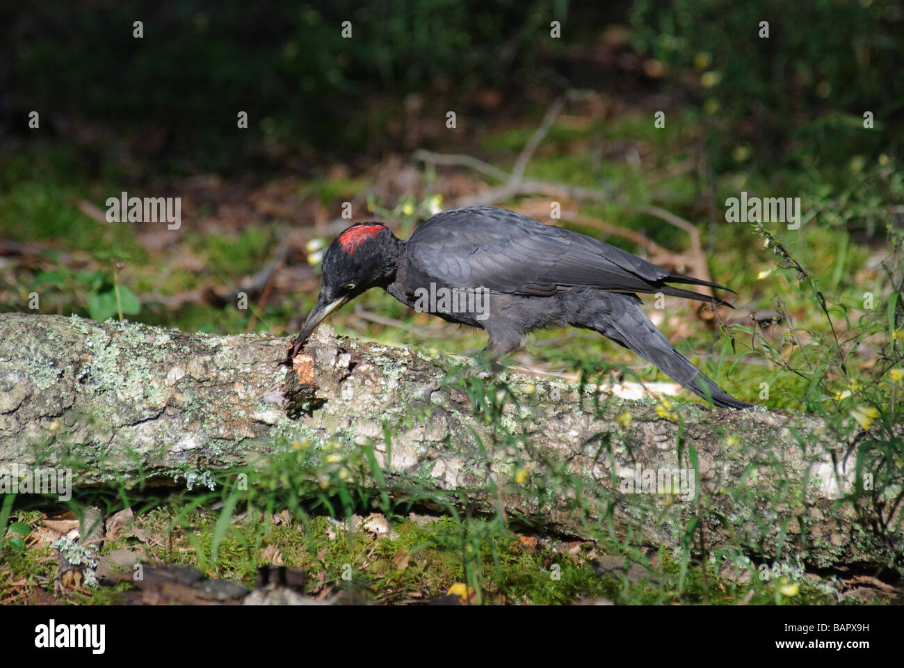 Una femmina di picchio nero Dryocopus martius sulla semina su un albero caduto Foto Stock