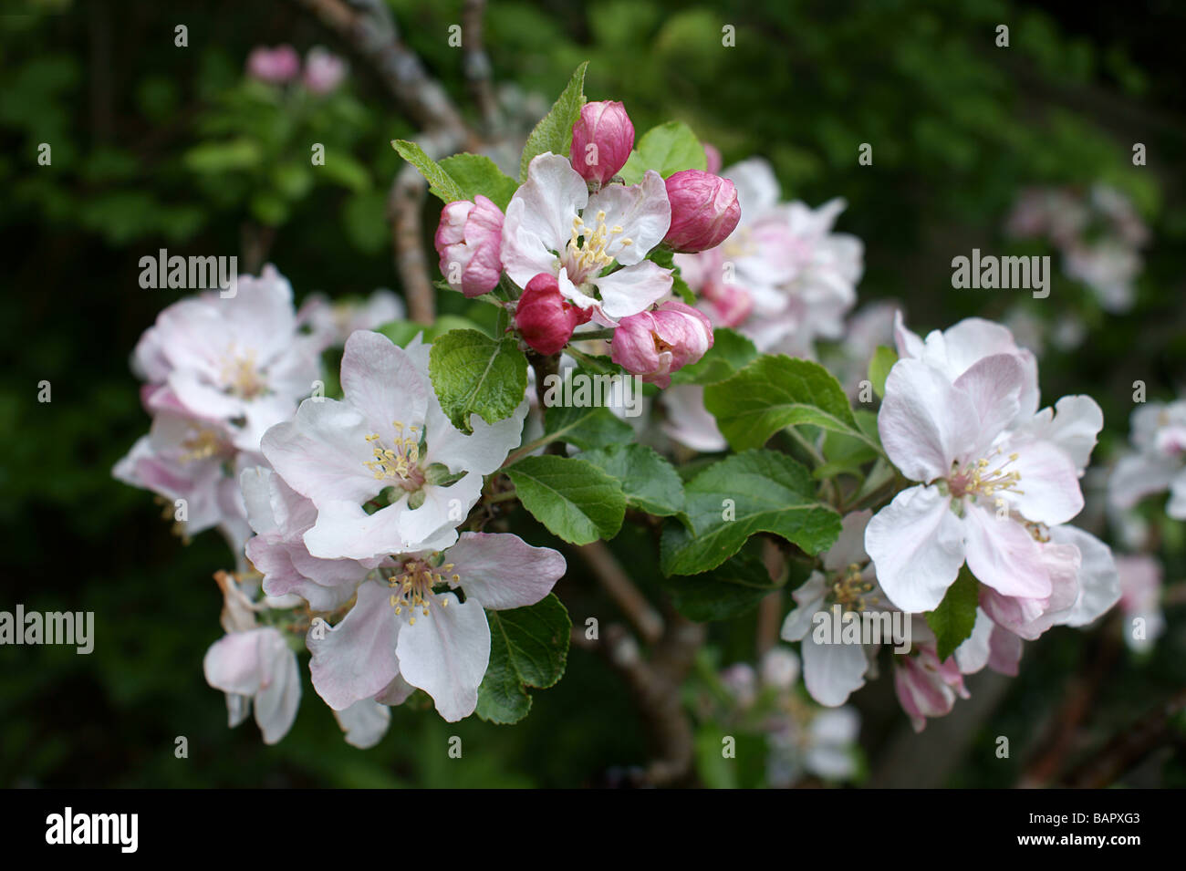Rosa e Bianco apple blossom Foto Stock