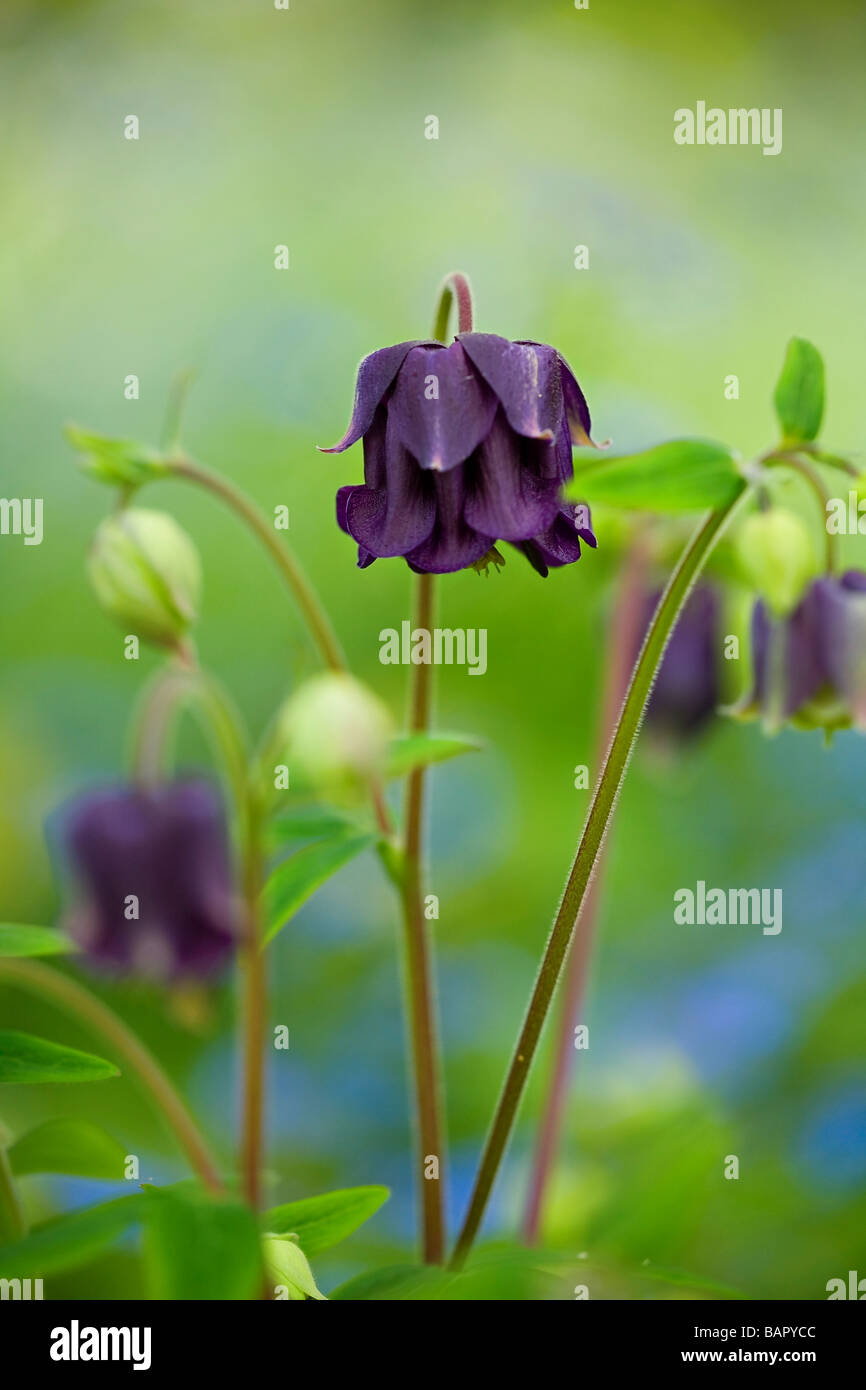 Stordimento viola scuro fiori Columbine (Aquilegia vulgaris) in fiore iin molla nel Sussex, Regno Unito Foto Stock