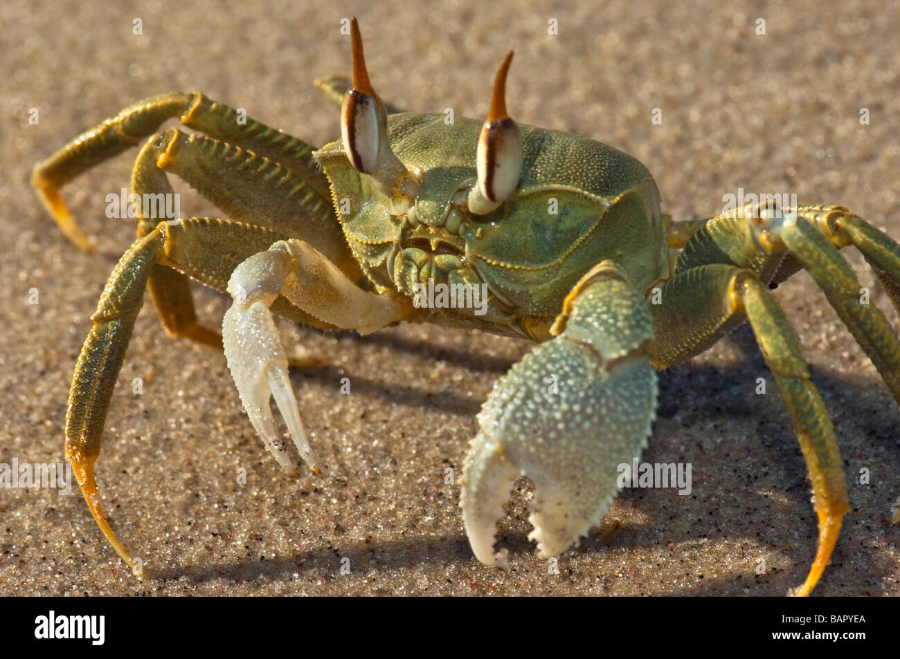 Consegnato cornuto ghost granchio verde madagascar Nosy Kely beach runner eseguire esecuzione di mare sabbia Ocypode madagascar terra OCYPODE Foto Stock