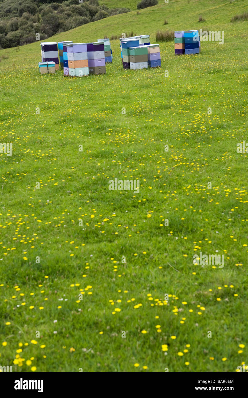 Alveari in Nuova Zelanda Foto Stock