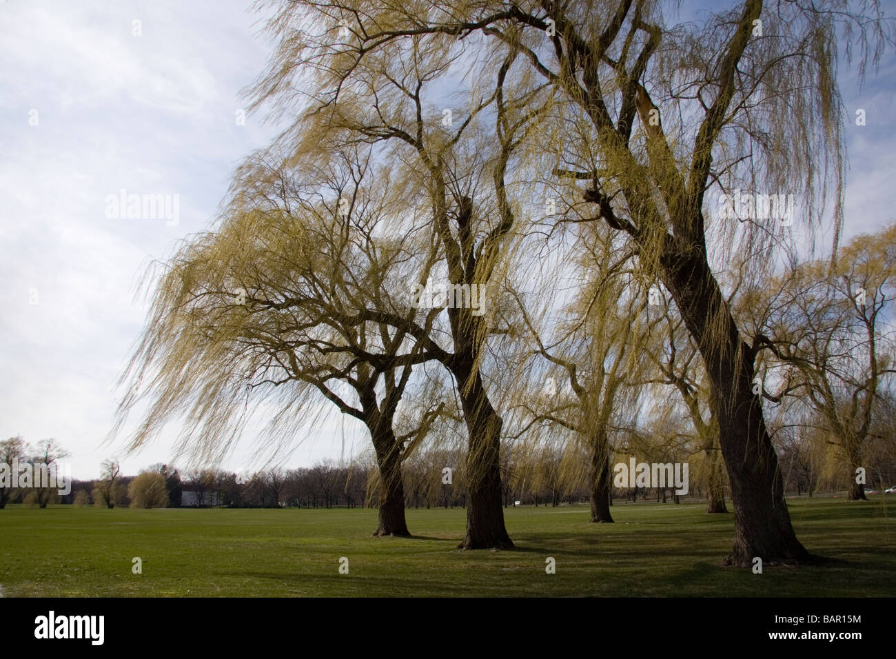 Gli alberi di salice a Cantigny Park Foto Stock