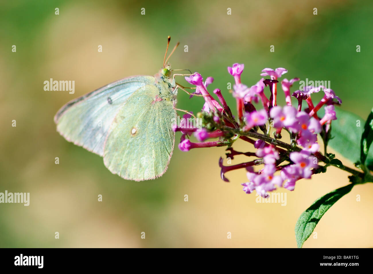 Offuscato la farfalla di zolfo, Colias philodice, alimentando il butterfly bush, Buddleja. Oklahoma, Stati Uniti d'America. Foto Stock