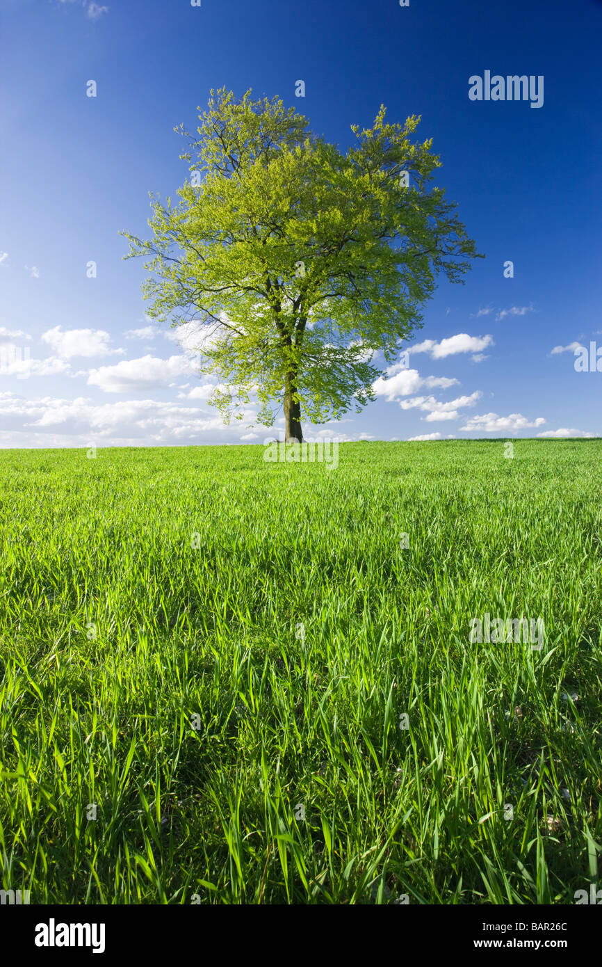 Unico faggio nel campo di giovani raccolto. Surrey, Regno Unito. Foto Stock