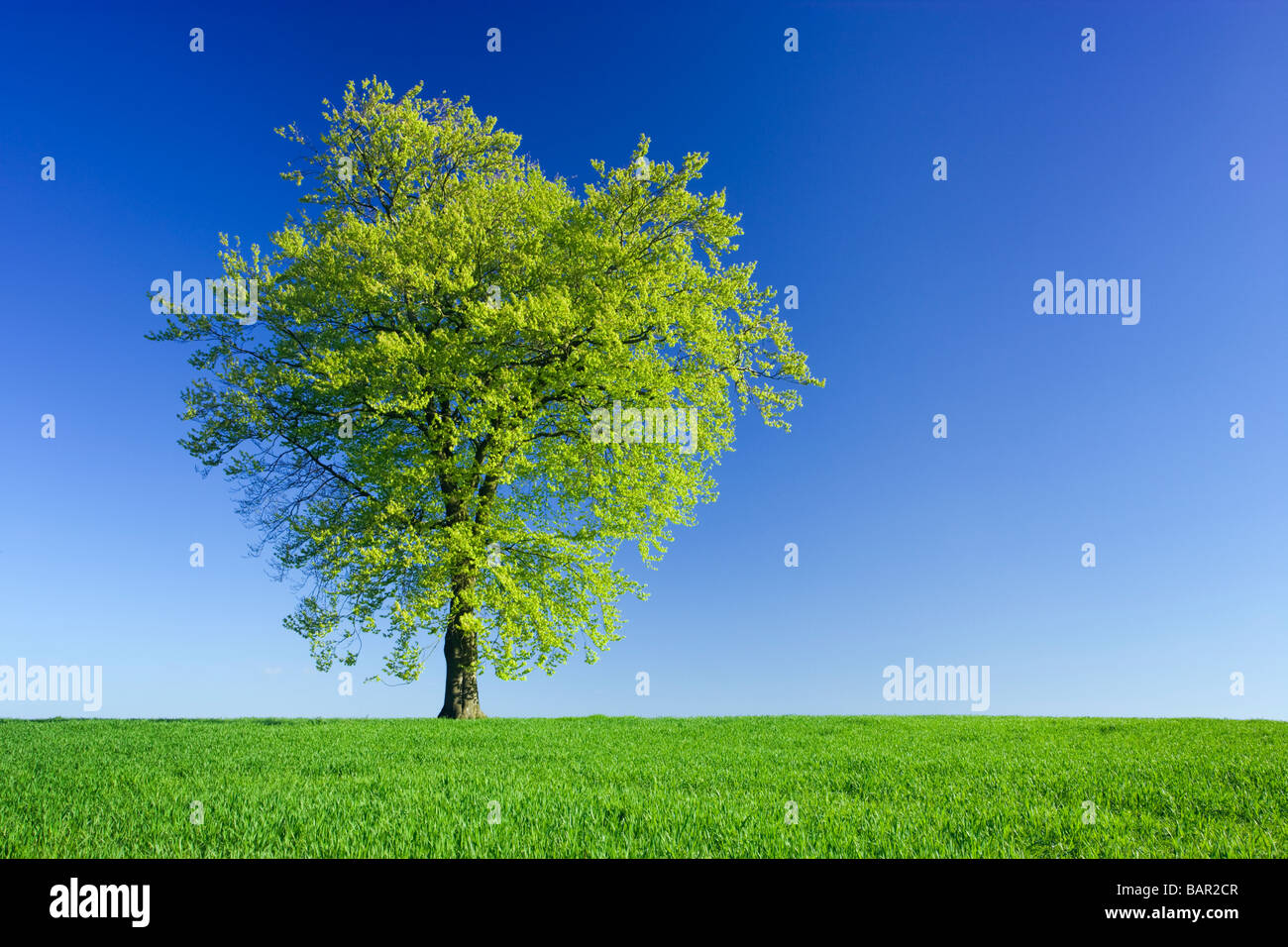 Unico faggio nel campo di giovani raccolto. Surrey, Regno Unito. Foto Stock