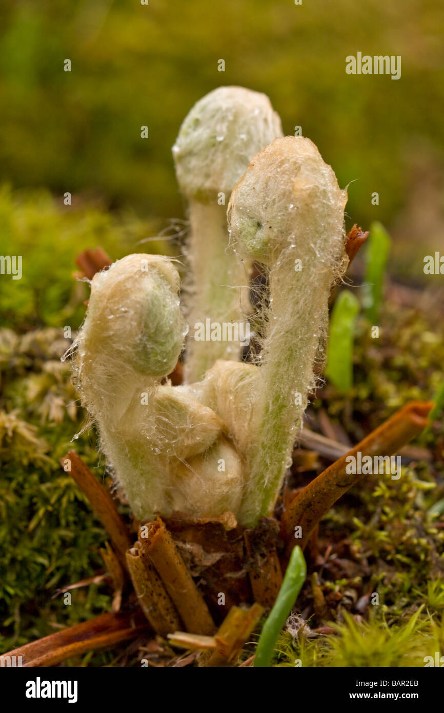 Macro Immagine di apertura le fronde di una felce di cannella Foto Stock