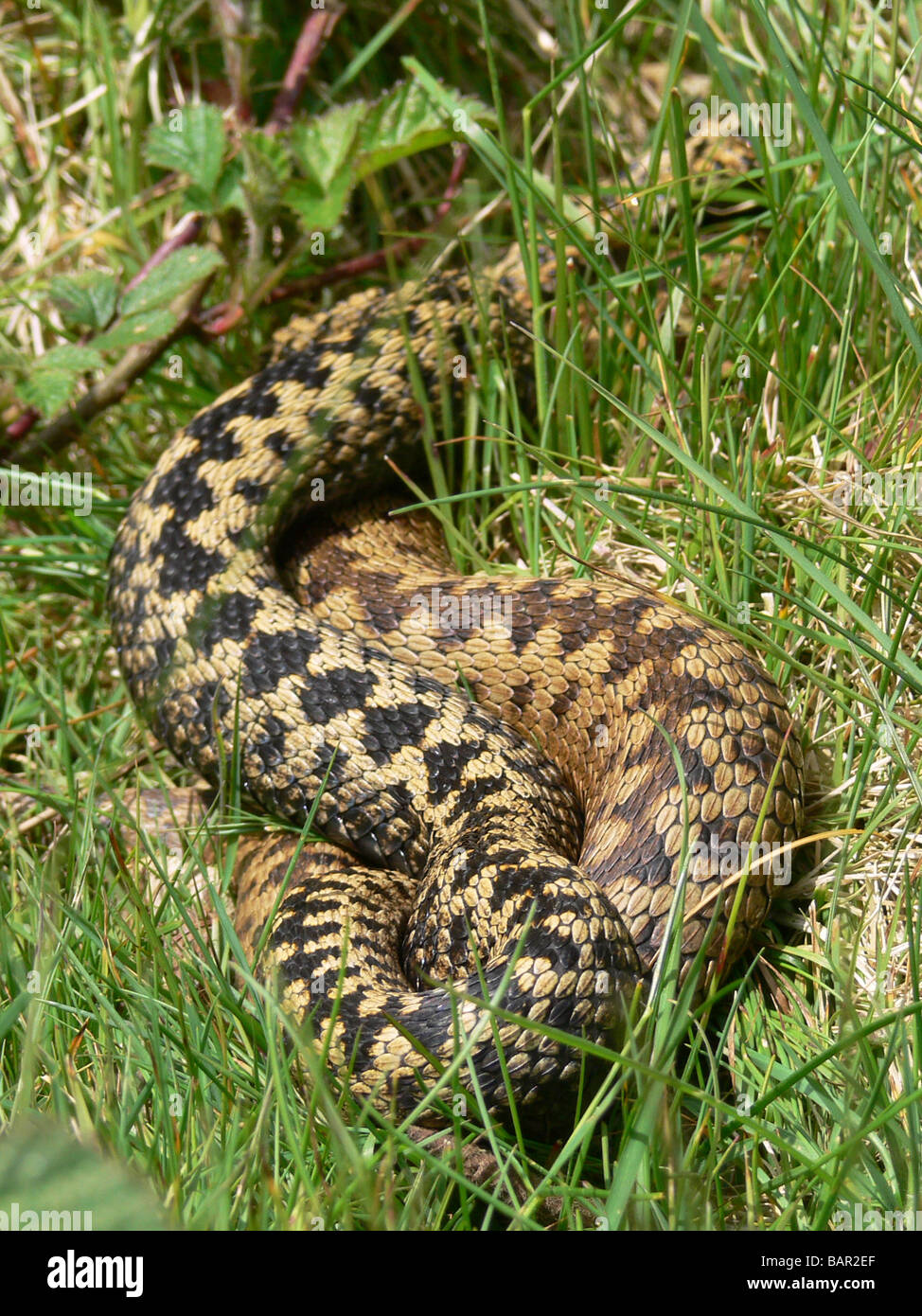 Maschio e femmina sommatori Vipera berus nel corteggiamento Malvern Hills REGNO UNITO Foto Stock