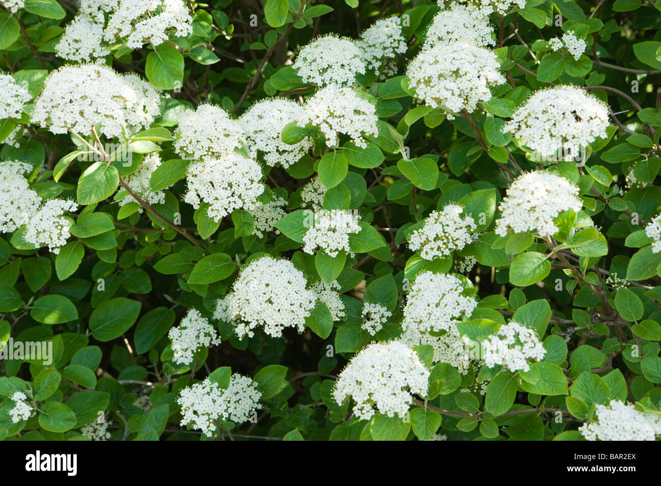 Wayfaring-tree, Viburnum lantana, in fiore. Surrey, Regno Unito Foto Stock Wayfaring-tree, Viburnum lantana, in fiore. Surrey, Regno Unito Foto Stock