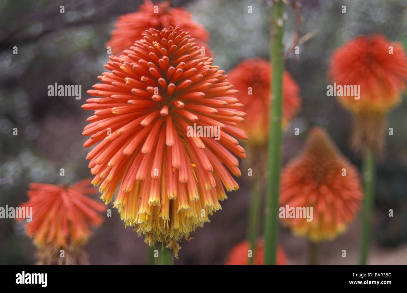 Kniphofia caulescens flaming red hot pokers selvaggio fiore specie della flora vegetazione della penisola di Coromandel Isola del nord della Nuova Zelanda Foto Stock