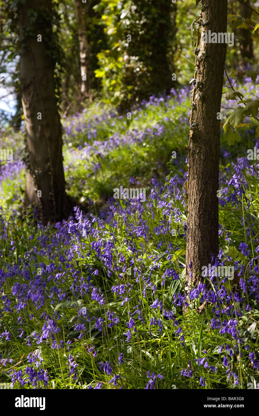 In Bluebells Yarrow Valley County Park Chorley Foto Stock