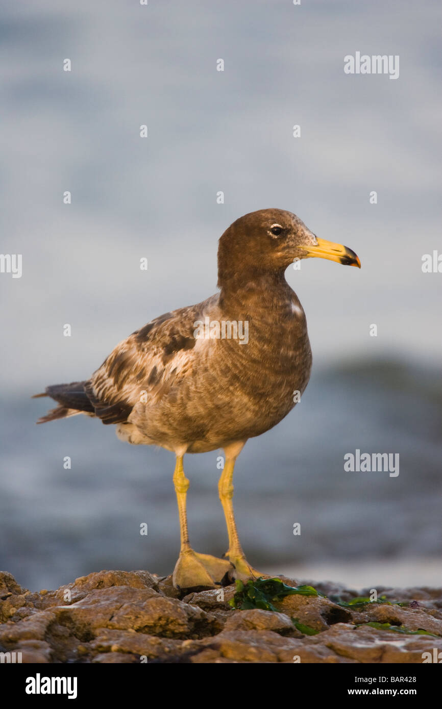 Primo inverno Band-tailed Gull (Larus belcheri) in piedi su un roccioso shorline Foto Stock