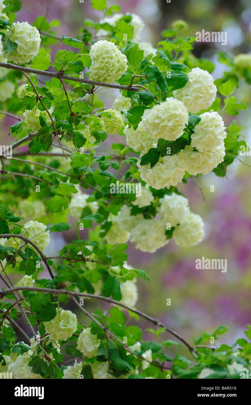 Fiori di Primavera Andalusia Spagna Park Foto Stock