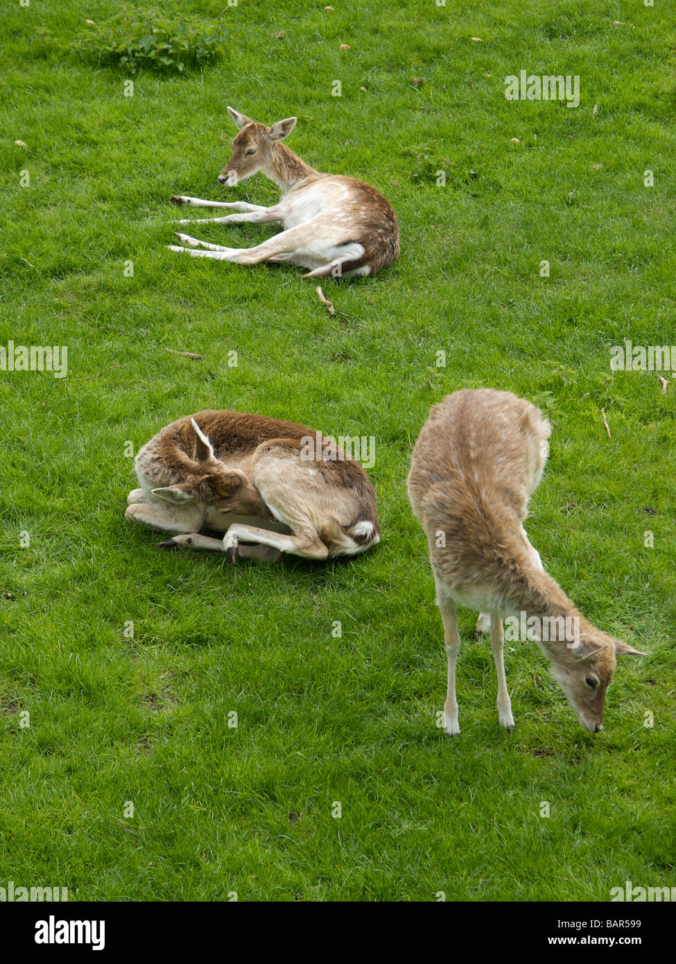 Tre cervi sul campo in erba Belium Oteppe Foto Stock