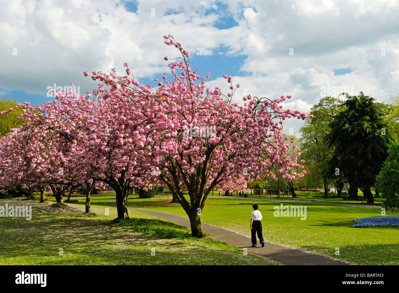 Ornamentali in fioritura dei ciliegi in fiore parco Potternewton Leeds West Yorkshire Inghilterra Foto Stock