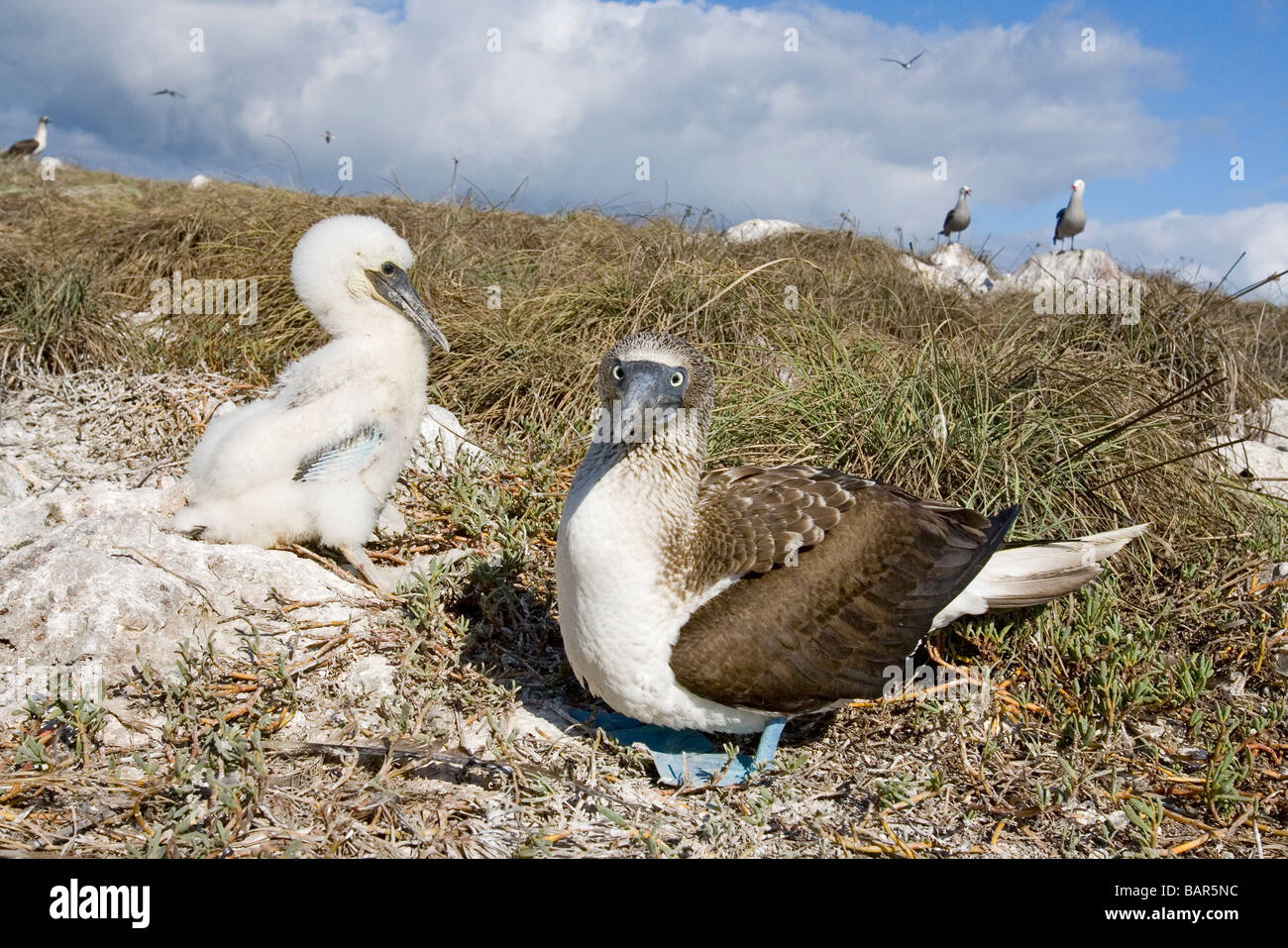 Blu-footed Booby con roverella pulcino nel nido di roccia. Foto Stock