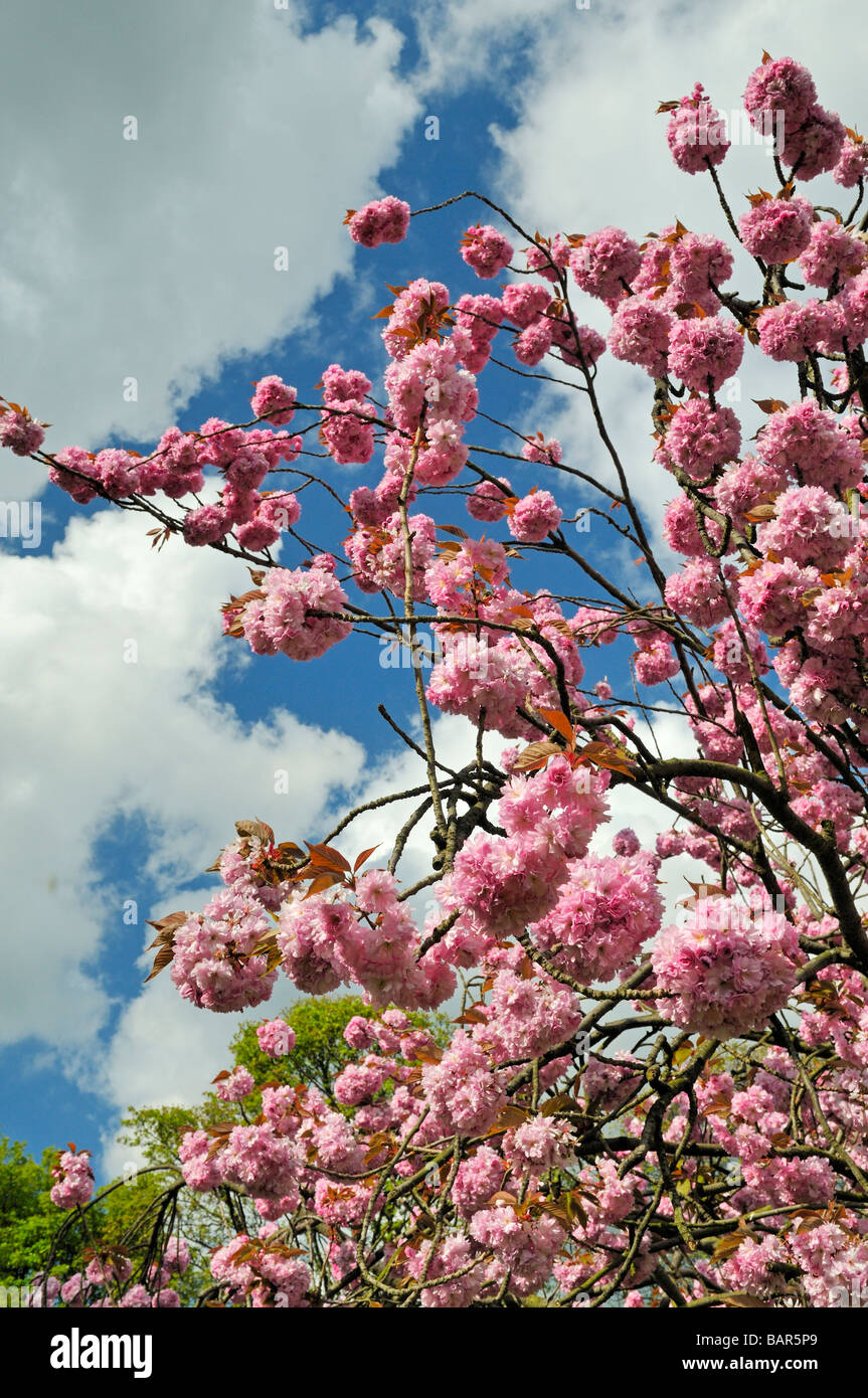 Ornamentali in fioritura dei ciliegi in fiore parco Potternewton Leeds West Yorkshire Inghilterra Foto Stock