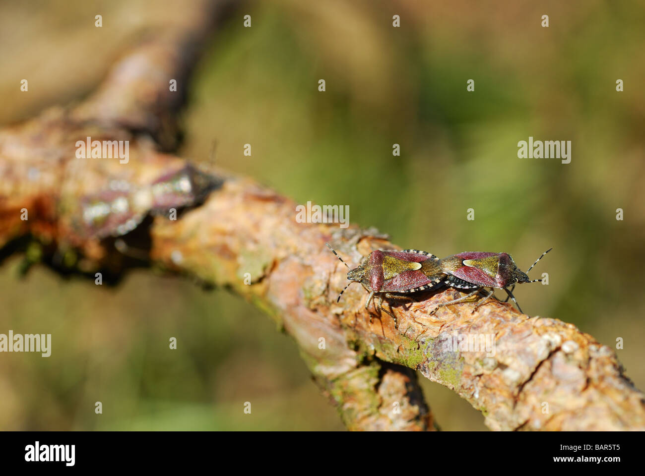 Sloe bug coniugata Foto Stock