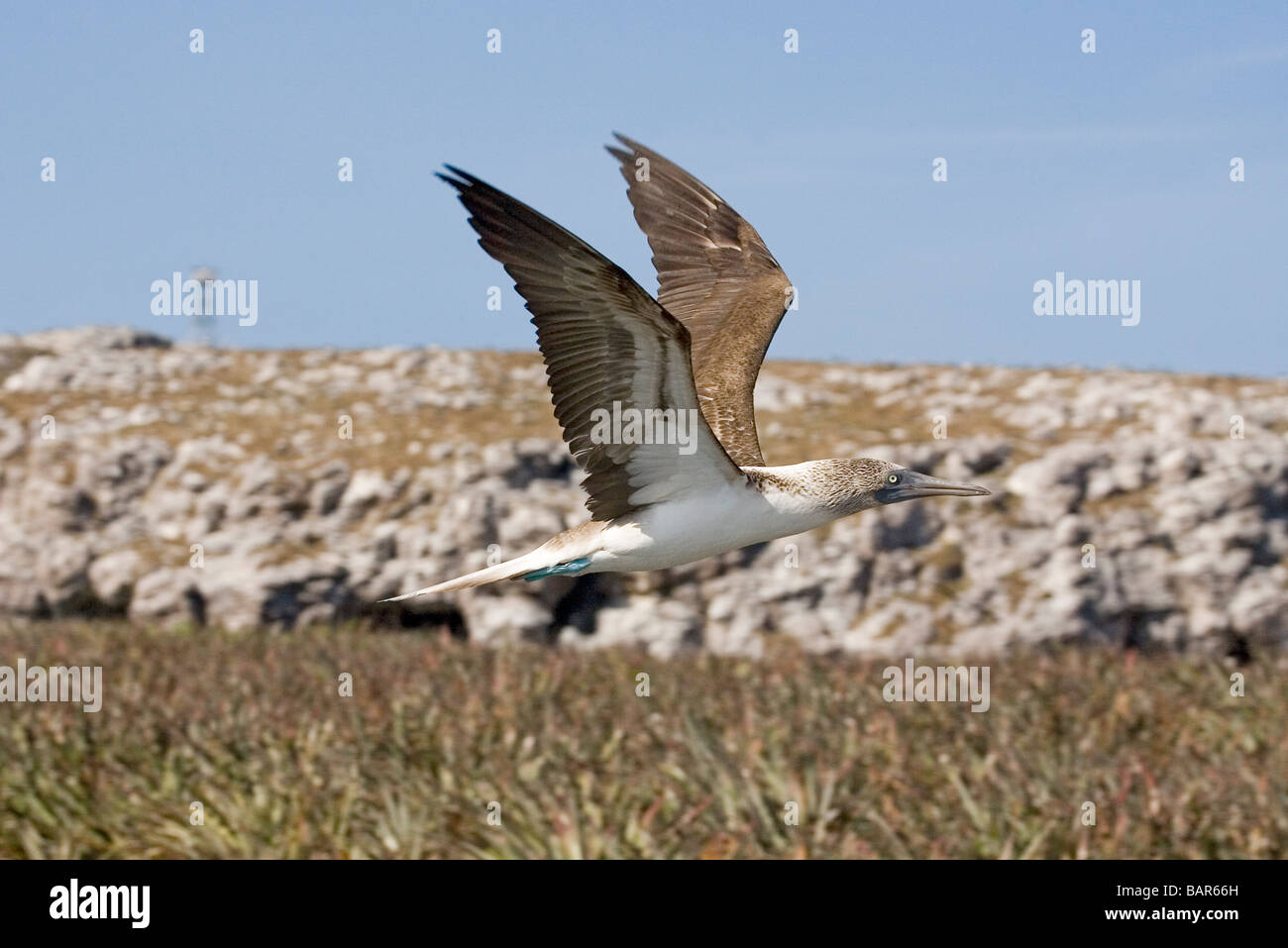 Blu-footed Booby decolla da colonia nidificazione. Foto Stock