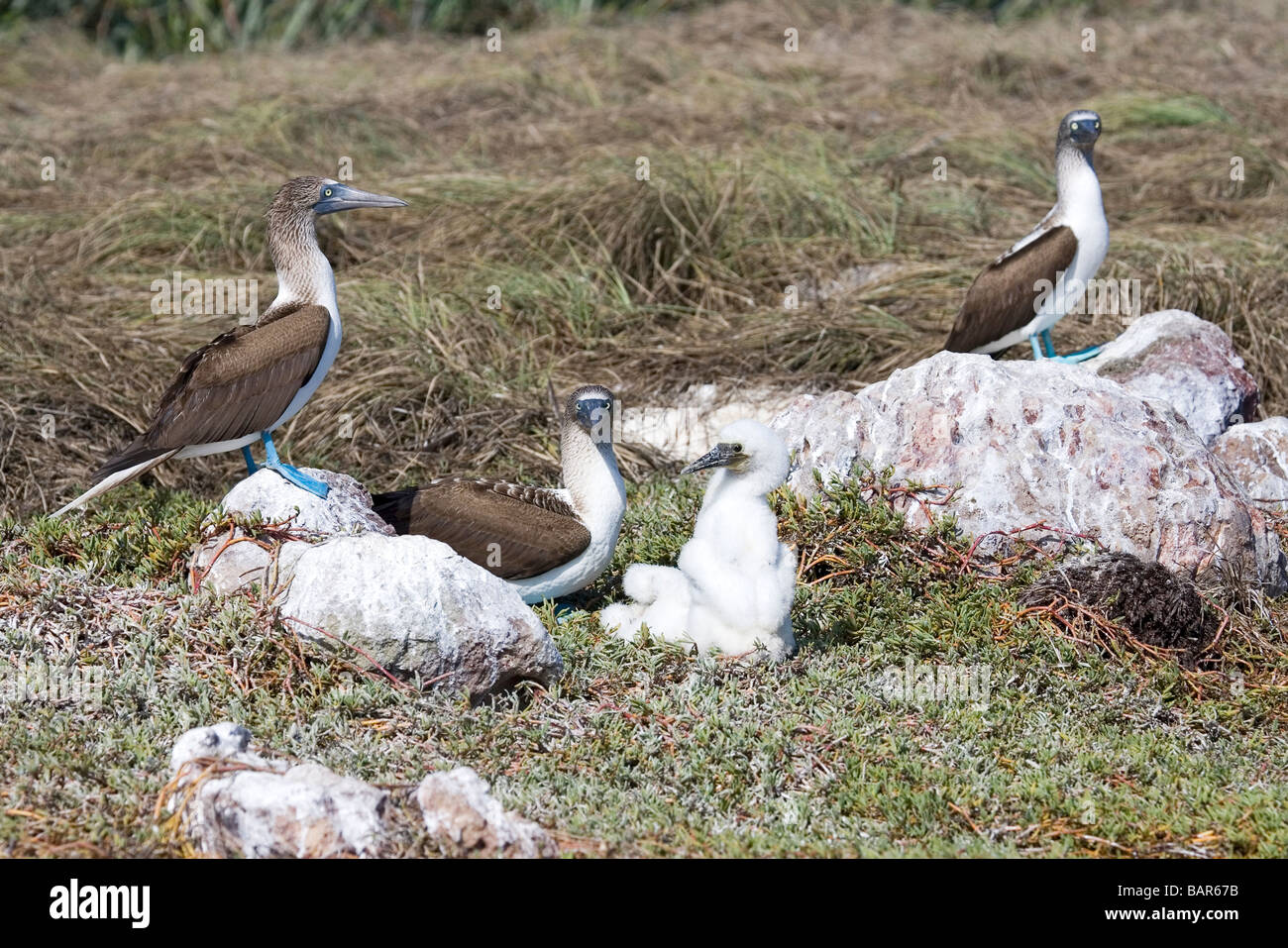 Blu-footed Boobies in colonia nidificazione. Foto Stock