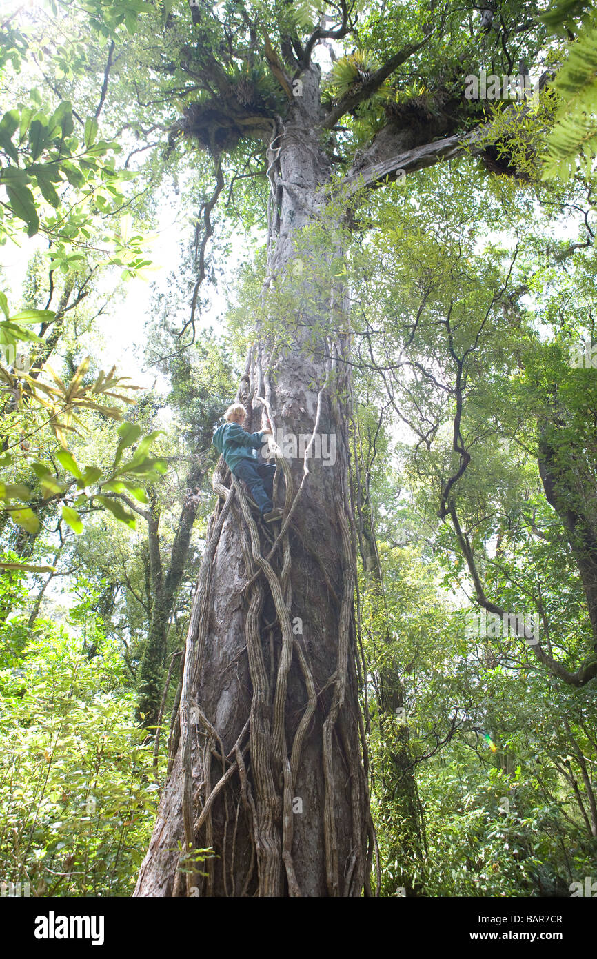 Ragazzo di arrampicarsi su un albero sull'Isola del Sud della Nuova Zelanda Foto Stock