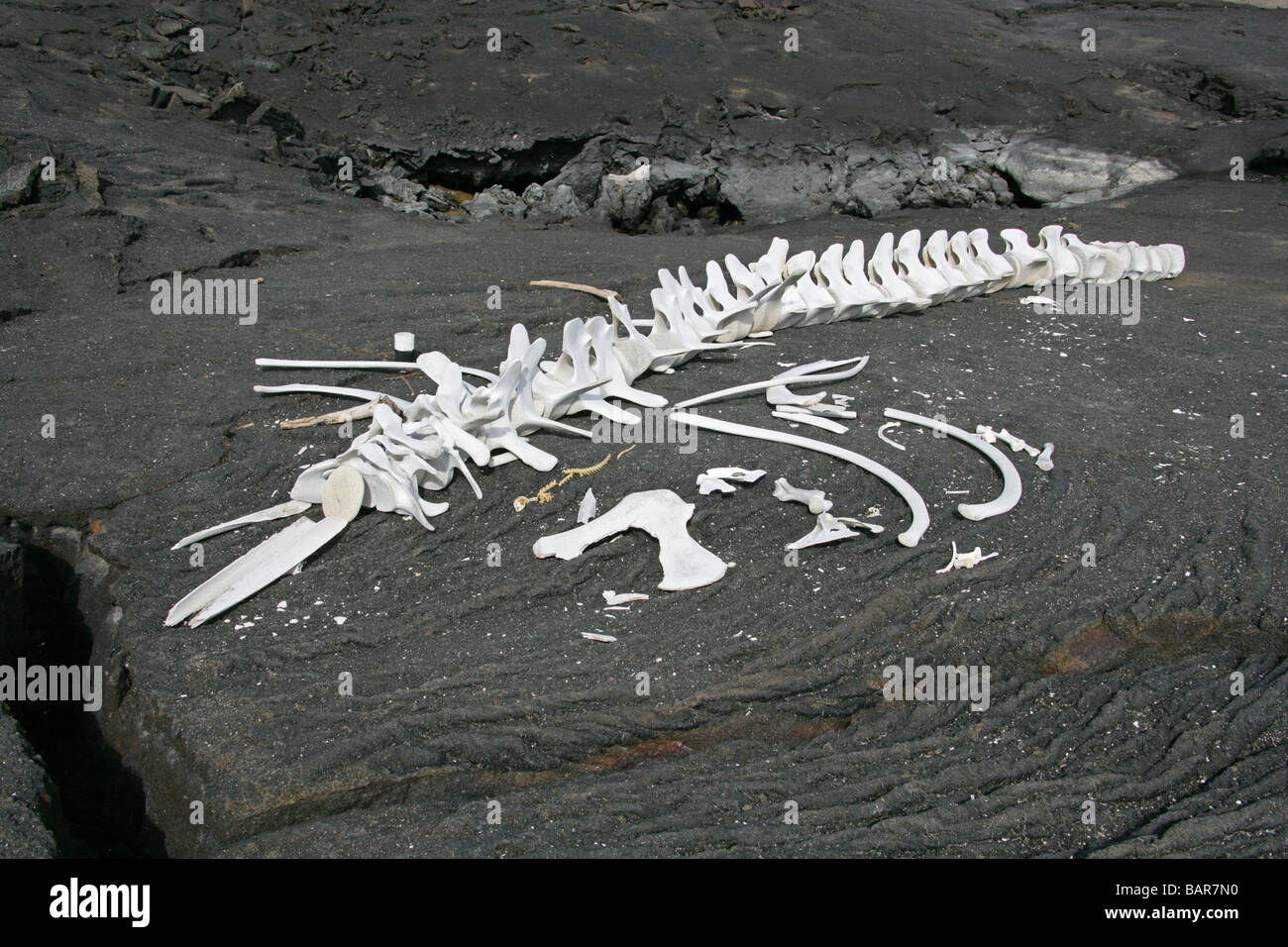 Lo scheletro di una balena di piccole dimensioni su un flusso di lava solidificato, Punta Espinoza, Fernandina Island, Isole Galapagos, Ecuador Foto Stock