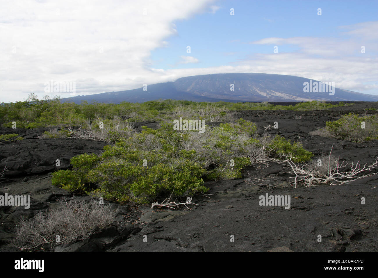 Flusso di lava solidificato e La Cumbre Vulcano, Punta Espinoza, Fernandina Island, Isole Galapagos, Ecuador. Bianco di alberi di mangrovie. Foto Stock