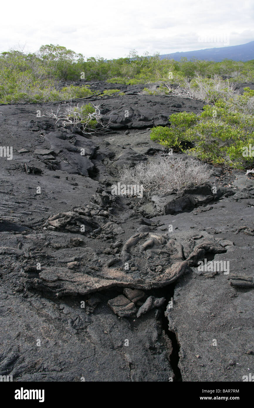 Flusso di lava solidificato, Punta Espinoza, Fernandina Island, Isole Galapagos, Ecuador. Bianco di alberi di mangrovie. Foto Stock