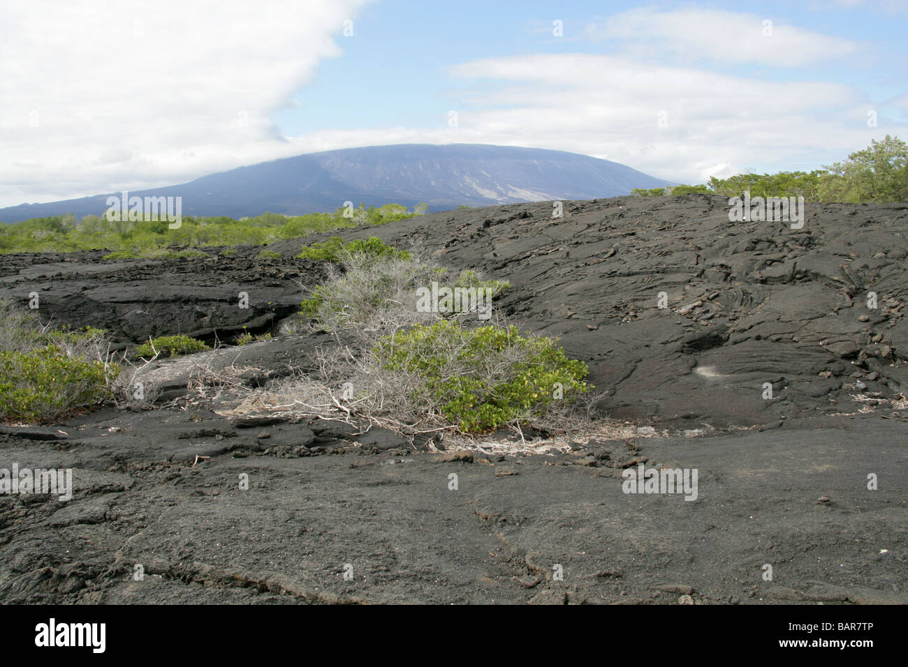 Flusso di lava solidificato e La Cumbre Vulcano, Punta Espinoza, Fernandina Island, Isole Galapagos, Ecuador. Bianco di alberi di mangrovie. Foto Stock