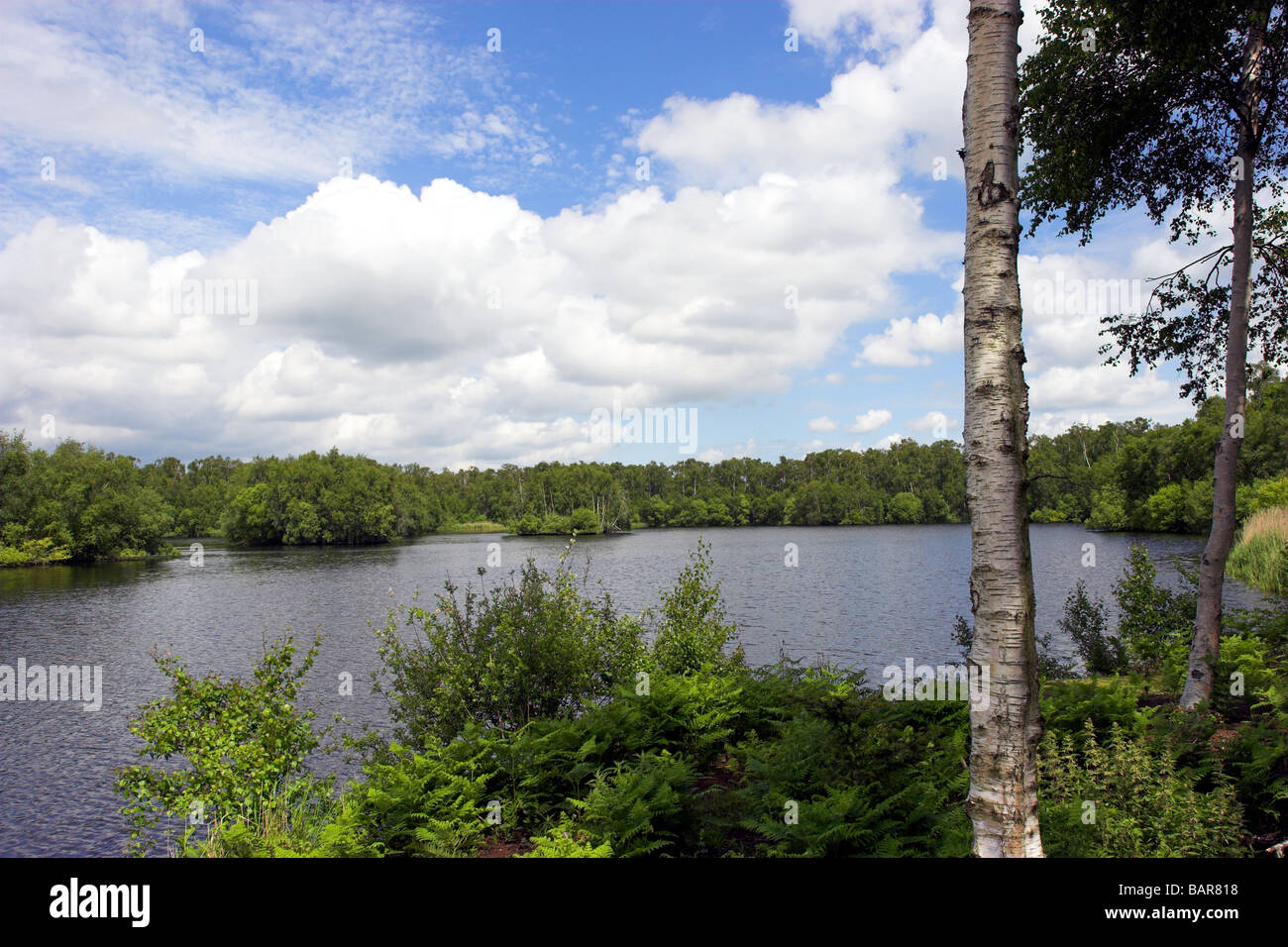 Lago artificiale su Holme Fen Riserva Naturale Foto Stock