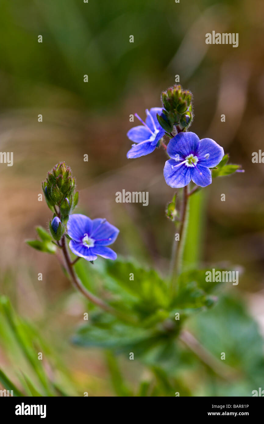 Campo comune-speedwell Foto Stock