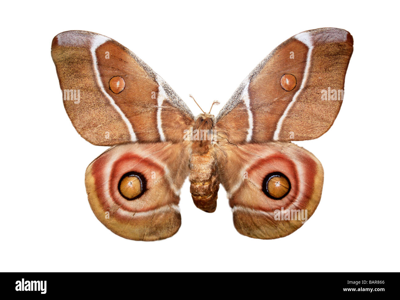 Farfalla notturna Saturniidae su bianco Foto Stock