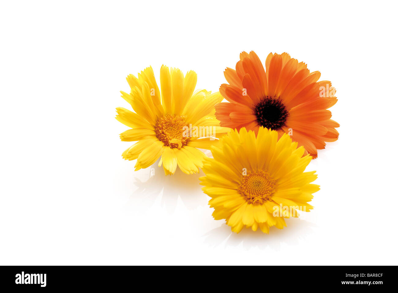 Fioriture di calendulas (Calendula officinalis) Foto Stock