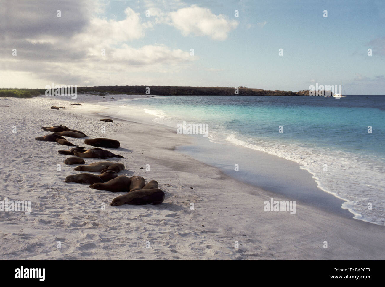 Isole Galapagos. Cappa isola. La Baia Gardner;Beach con i leoni di mare. Foto Stock