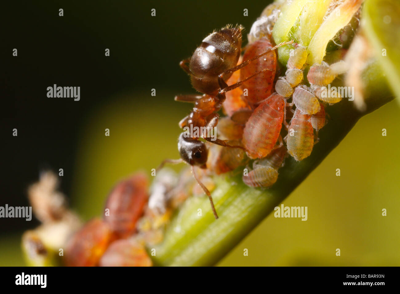 Ant (Lasius niger, nero garden ant) mungitura di un afide. Essi melata di raccolto in questo modo. Foto Stock