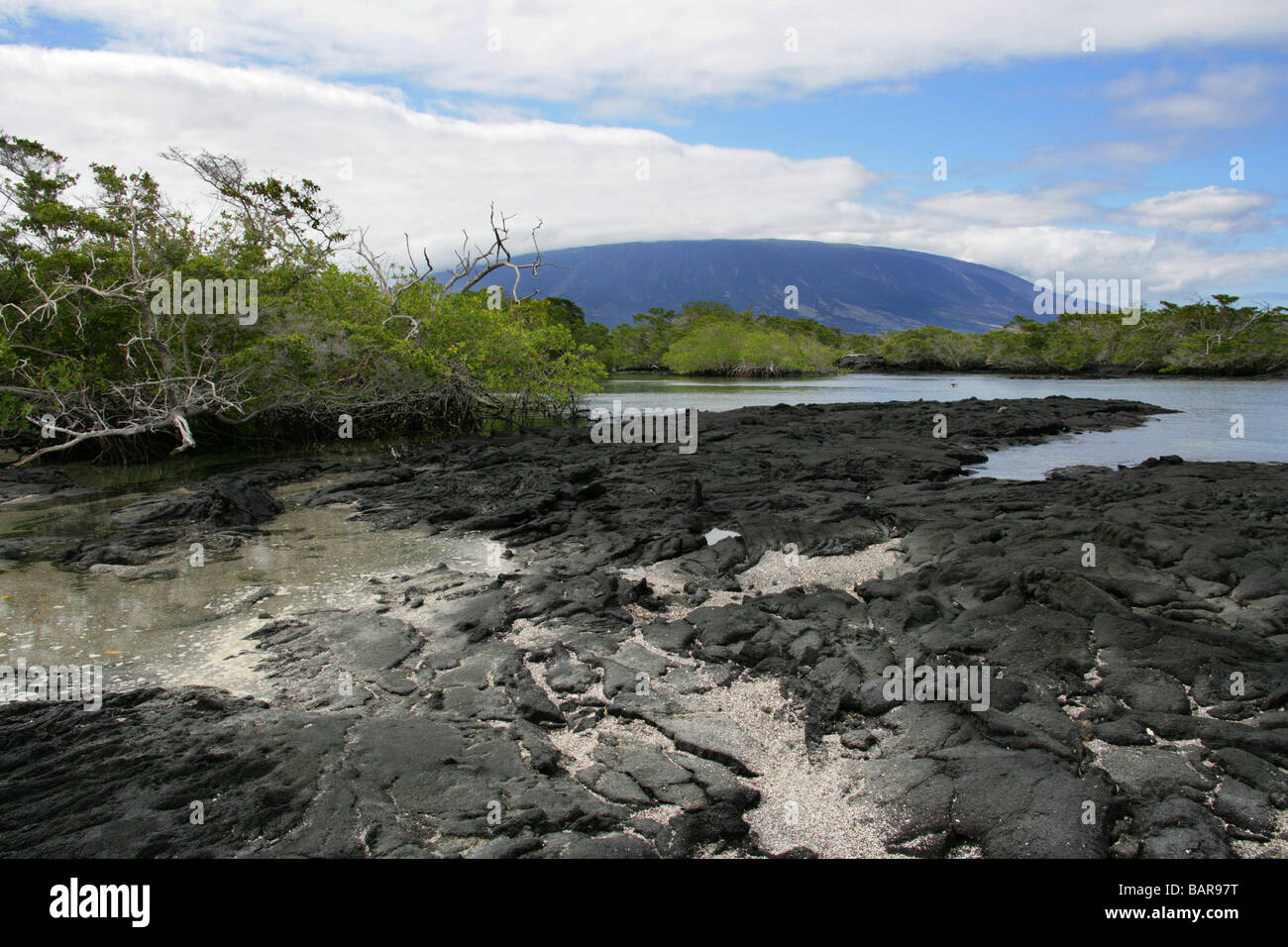 La Cumbre Vulcano da Punta Espinoza, Fernandina Island, Isole Galapagos, Ecuador, e bianco di mangrovia, Laguncularia racemosa Foto Stock