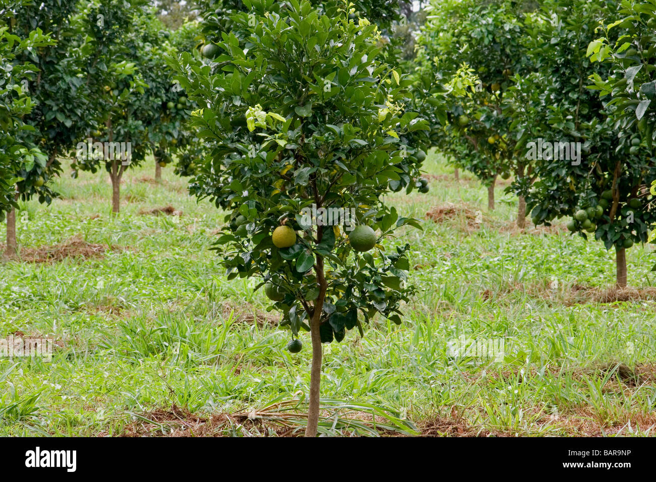 Aranceto Foto Stock Alamy