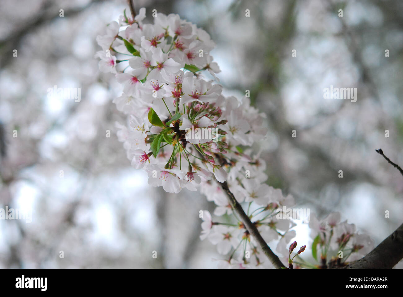 Fiore di Ciliegio in Macon, Georgia Foto Stock